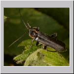 Cantharis obscura - Weichkaefer 03.jpg